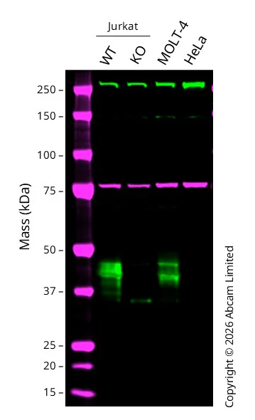 Western blot - Anti-CD1c antibody [EPR23189-196] - BSA and Azide free (AB270797)