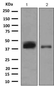 Western blot - Anti-CD1c antibody [EPR9638] - BSA and Azide free (AB249431)