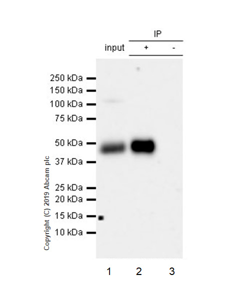 Immunoprecipitation - Anti-CD1d antibody [EPR22526-72] (AB229903)