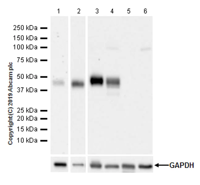 Western blot - Anti-CD1d antibody [EPR22526-72] (AB229903)