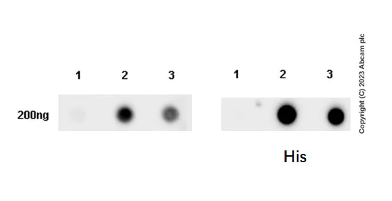 Dot Blot - Anti-CD1d antibody [EPR28086-36] - BSA and Azide free (AB314133)