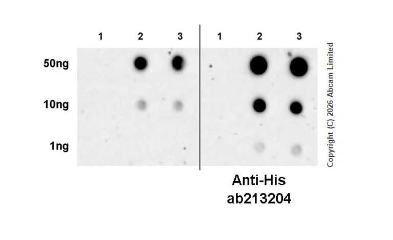 Dot Blot - Anti-CD1d antibody [EPR28086-741] (AB325682)