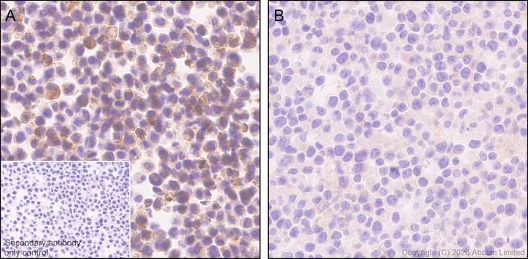 Immunohistochemistry (Formalin/PFA-fixed paraffin-embedded sections) - Anti-CD1d antibody [EPR28086-741] (AB325682)