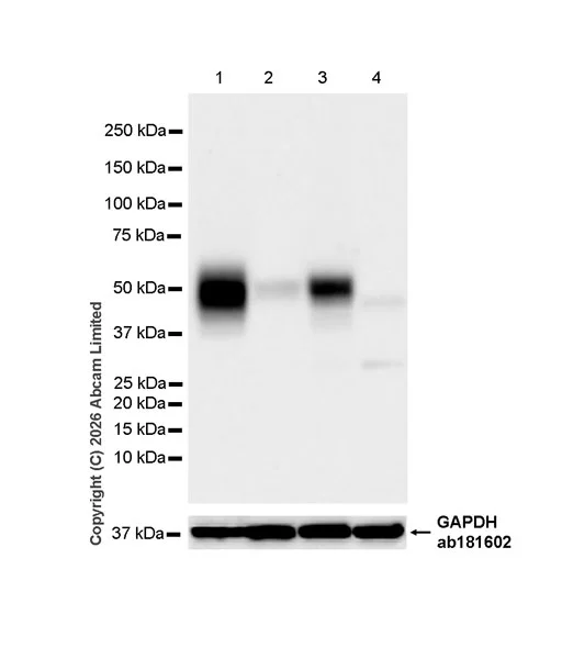 Western blot - Anti-CD1d antibody [EPR28086-741] (AB325682)