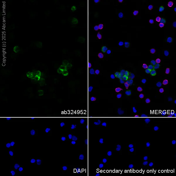 Immunocytochemistry/ Immunofluorescence - Anti-CD1d antibody [EPR29917-692] (AB324952)