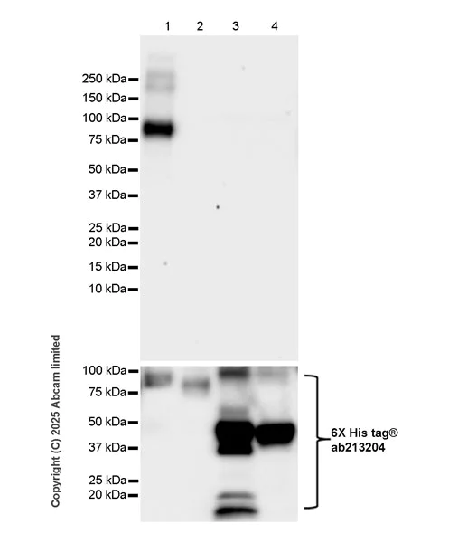 Western blot - Anti-CD1d antibody [EPR29917-692] (AB324952)