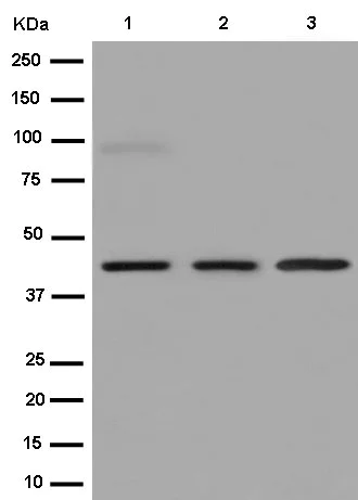 Western blot - Anti-CD1E antibody [EPR15746(B)] - BSA and Azide free (AB250917)