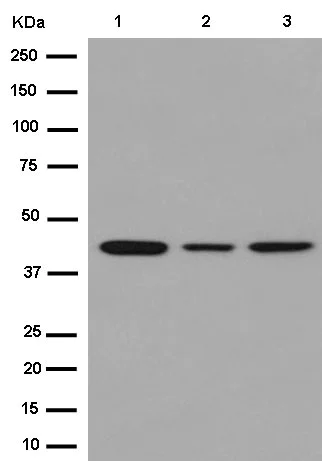 Western blot - Anti-CD1E antibody [EPR15746(B)] - BSA and Azide free (AB250917)