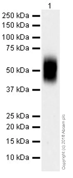 Western blot - Anti-CD2 antibody [EPR21825] (AB219411)
