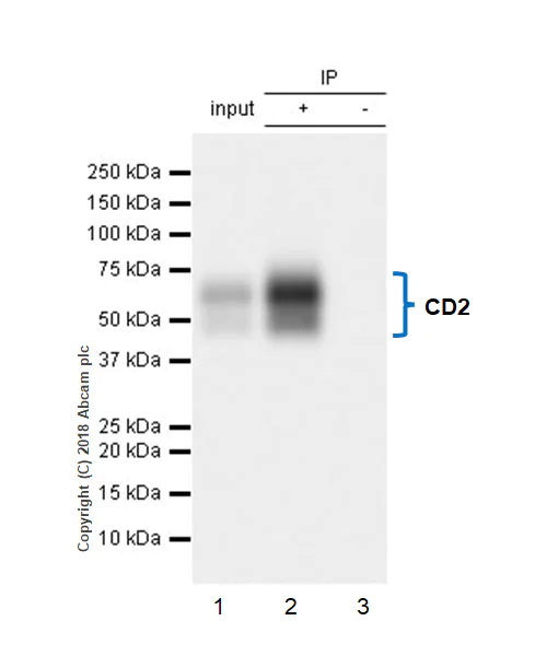 Immunoprecipitation - Anti-CD2 antibody [EPR21825] - BSA and Azide free (AB231059)