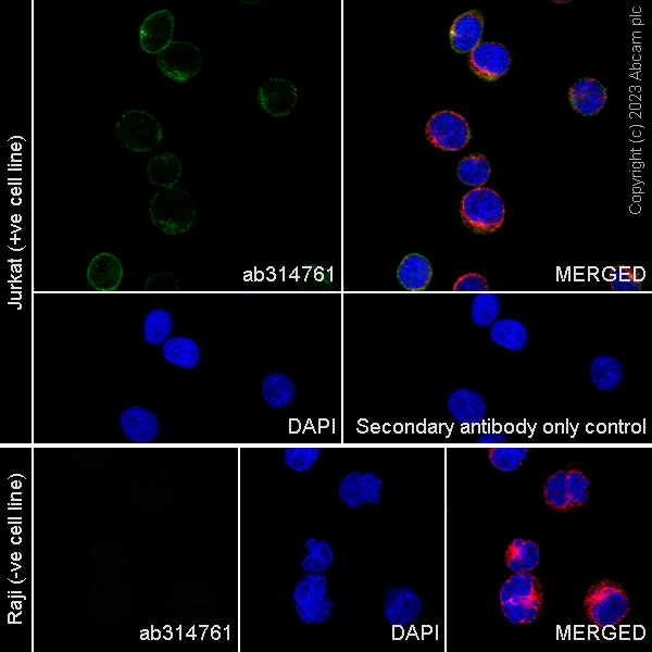 Immunocytochemistry/ Immunofluorescence - Anti-CD2 antibody [EPR27426-17] - BSA and Azide free (AB314762)
