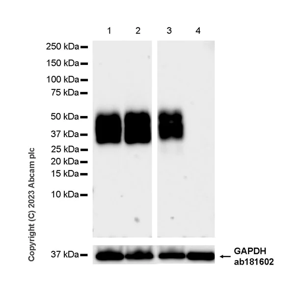 Western blot - Anti-CD2 antibody [EPR27426-17] - BSA and Azide free (AB314762)