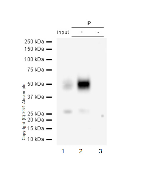 Immunoprecipitation - Anti-CD2 antibody [EPR6451] - BSA and Azide free (AB248400), expandable thumbnail