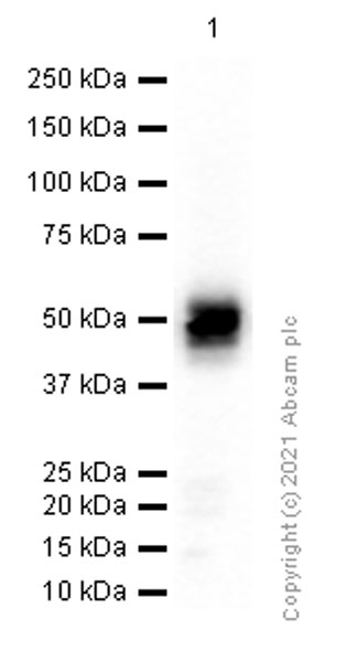 Western blot - Anti-CD2 antibody [EPR6451] - BSA and Azide free (ab248400), expandable thumbnail