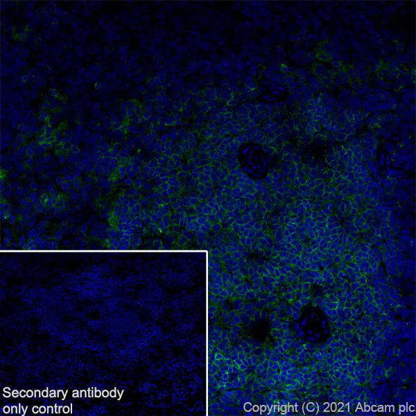 Immunohistochemistry (Frozen sections) - Anti-CD2 antibody [OX34] (AB243837)