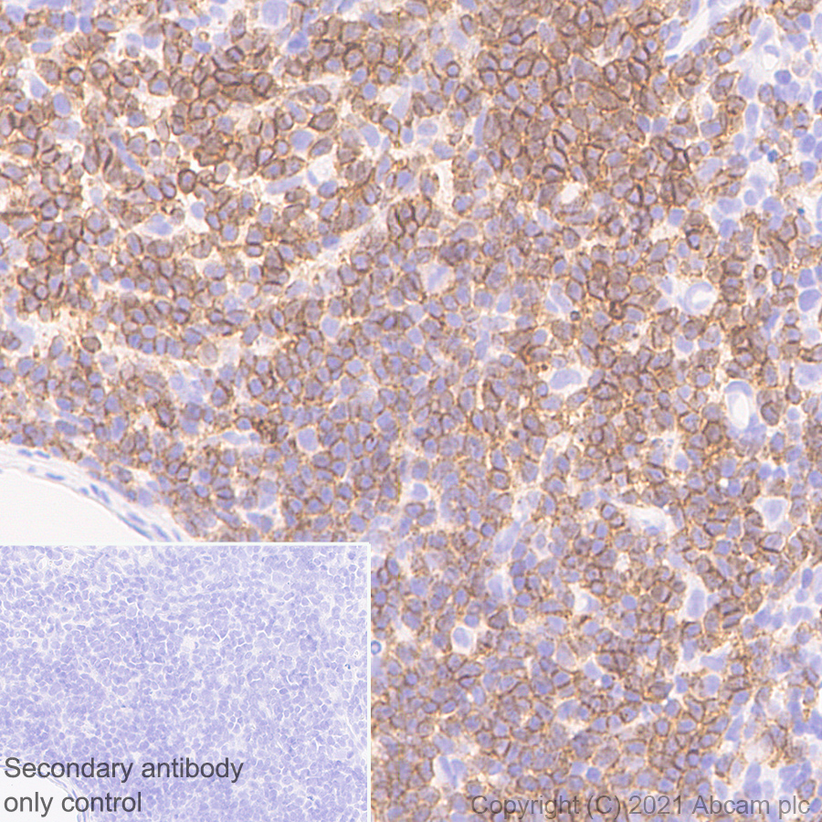 Immunohistochemistry (Formalin/PFA-fixed paraffin-embedded sections) - Anti-CD2 antibody [OX34] - BSA and Azide free (AB244591), expandable thumbnail