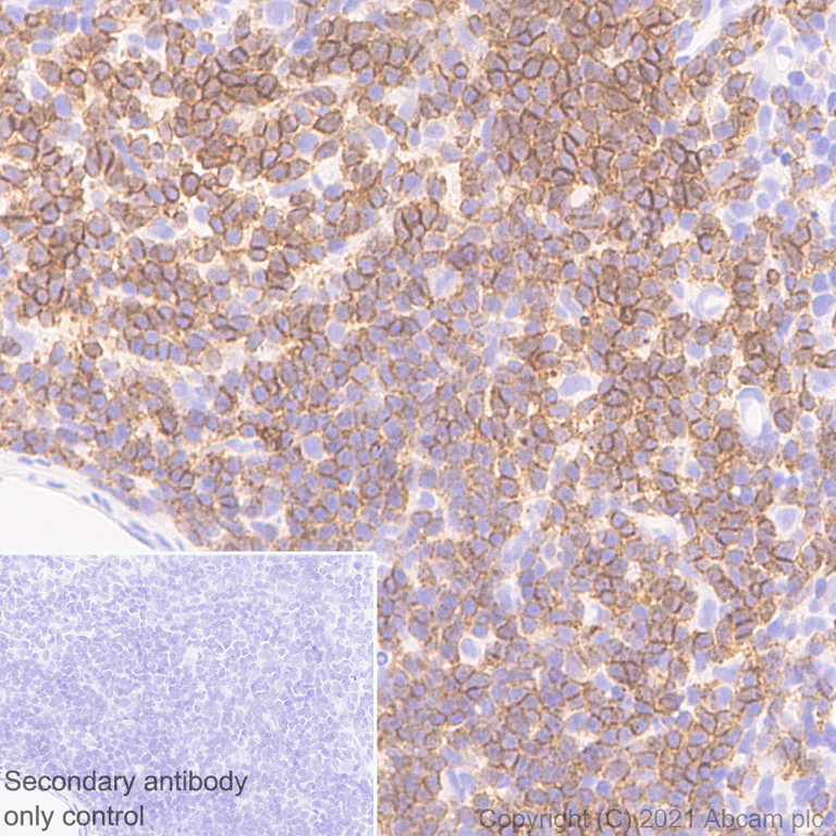 Immunohistochemistry (Formalin/PFA-fixed paraffin-embedded sections) - Anti-CD2 antibody [OX34] - BSA and Azide free (AB244591)