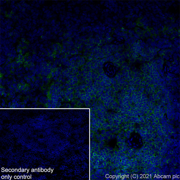 Immunohistochemistry (Frozen sections) - Anti-CD2 antibody [OX34] - BSA and Azide free (AB244591), expandable thumbnail