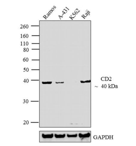 Western blot - Anti-CD2 antibody [TS218] - BSA and Azide free (AB175287), expandable thumbnail