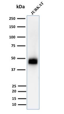 Western blot - Anti-CD2 antibody [UMCD2] - BSA and Azide free (AB212989)