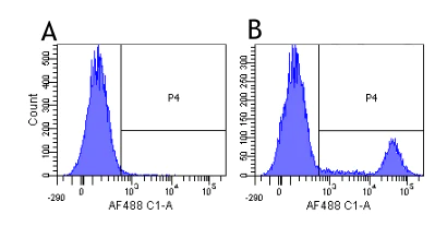 Flow Cytometry - Anti-CD20 antibody [10F381(rituximab)] - Rabbit IgG (Chimeric) (AB275973)