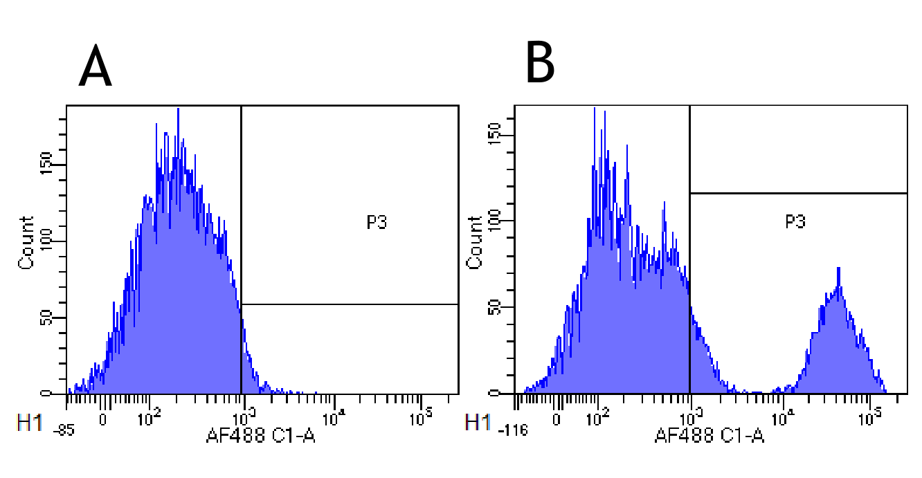 AmAmp CDまとめ Anti-CD40 antibody [EPR20735] (ab224639) | Abcam