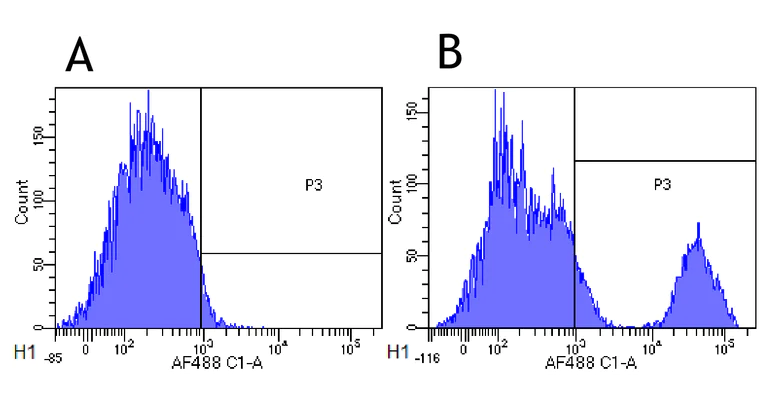 Flow Cytometry - Anti-CD20 antibody [10F381(rituximab)] - Rabbit IgG (Chimeric) (AB275973)