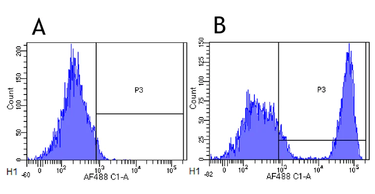 Flow Cytometry - Anti-CD20 antibody [10F381(rituximab)] - Rabbit IgG (Chimeric) (AB275973)