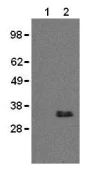 Western blot - Anti-CD20 antibody [AISB12] - Low endotoxin, Azide free (AB171203)