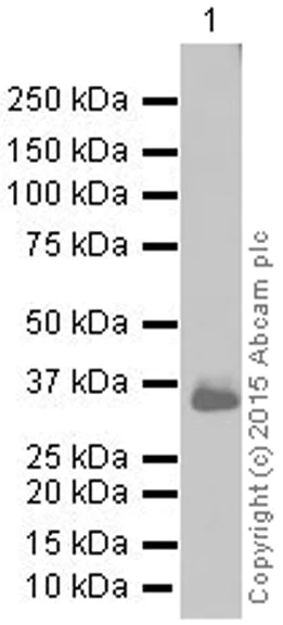 Western blot - Anti-CD20 antibody [EP459Y] (AB78237)