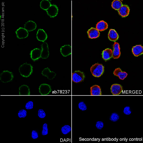 Immunocytochemistry/ Immunofluorescence - Anti-CD20 antibody [EP459Y] - Low endotoxin, Azide free (AB166865), expandable thumbnail