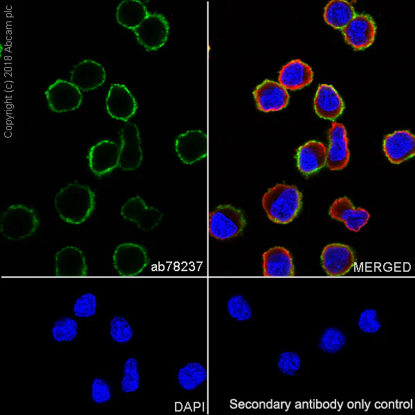 Immunocytochemistry/ Immunofluorescence - Anti-CD20 antibody [EP459Y] - Low endotoxin, Azide free (AB166865)