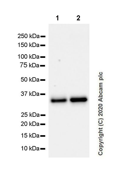Western blot - Anti-CD20 antibody [EP459Y] - Mouse IgG1 (Chimeric) (AB279298), expandable thumbnail