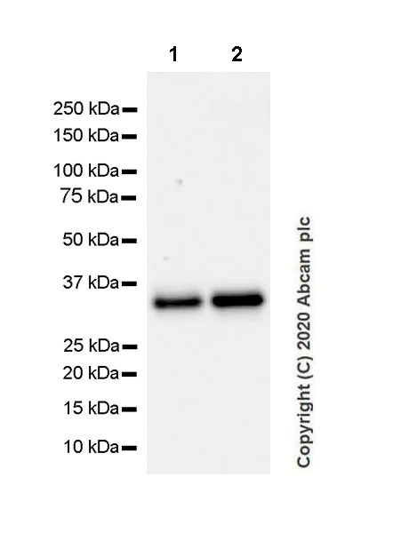 Western blot - Anti-CD20 antibody [EP459Y] - Mouse IgG1 (Chimeric) (AB279298)