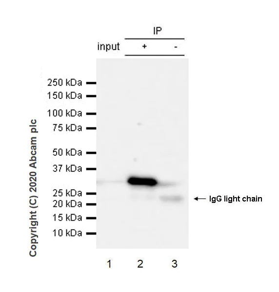 Immunoprecipitation - Anti-CD20 antibody [EP459Y] - Mouse IgG2a (Chimeric) (AB279299)