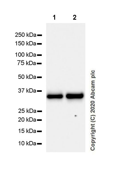 Western blot - Anti-CD20 antibody [EP459Y] - Mouse IgG2a (Chimeric) (AB279299), expandable thumbnail