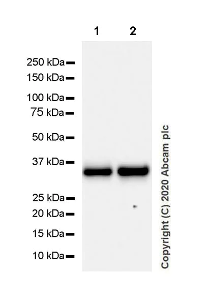 Western blot - Anti-CD20 antibody [EP459Y] - Mouse IgG2a (Chimeric) (AB279299)