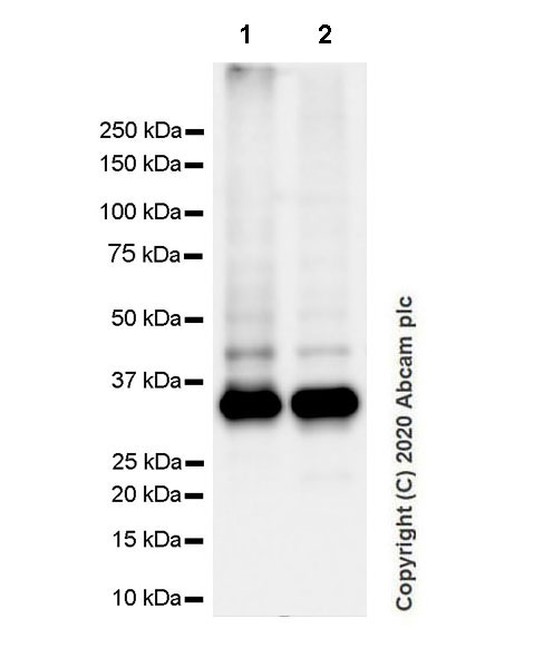Western blot - Anti-CD20 antibody [EP459Y] - Rat IgG2a (Chimeric) (AB279300), expandable thumbnail