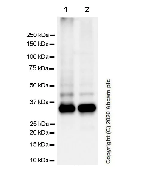 Western blot - Anti-CD20 antibody [EP459Y] - Rat IgG2a (Chimeric) - BSA and Azide free (AB279312)