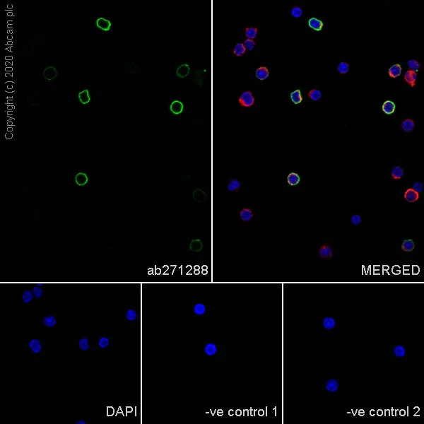 Immunocytochemistry/ Immunofluorescence - Anti-CD20 antibody [GOT214A] (AB271288)