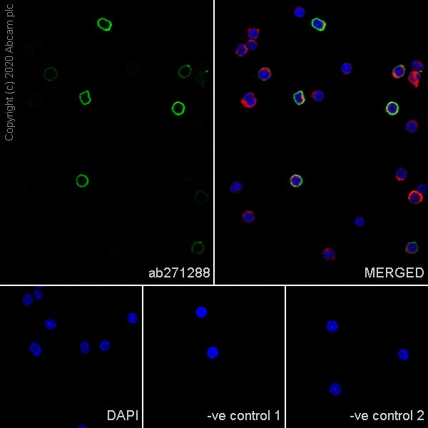 Immunocytochemistry/ Immunofluorescence - Anti-CD20 antibody [GOT214A] - BSA and Azide free (AB271298), expandable thumbnail