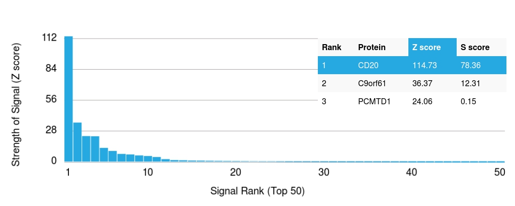 Protein Array - Anti-CD20 antibody [rIGEL/773] (AB219329), expandable thumbnail