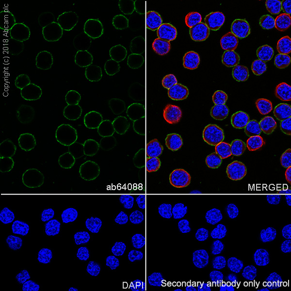 Immunocytochemistry/ Immunofluorescence - Anti-CD20 antibody [SP32] (AB64088), expandable thumbnail