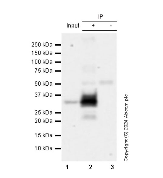 Immunoprecipitation - Anti-CD20 antibody [SP32] (ab64088), expandable thumbnail