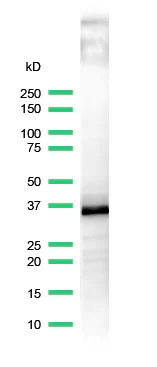 Western blot - Anti-CD20 antibody [SP32] (AB64088)