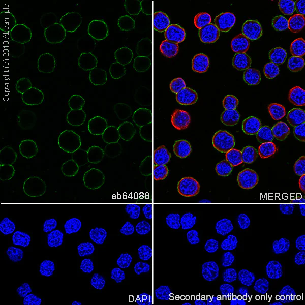 Immunocytochemistry/ Immunofluorescence - Anti-CD20 antibody [SP32] - BSA and Azide free (AB236434)