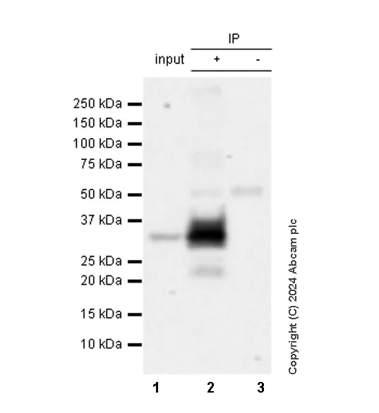 Immunoprecipitation - Anti-CD20 antibody [SP32] - BSA and Azide free (AB236434)