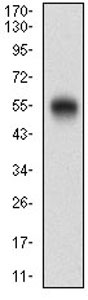 Western blot - Anti-CD200 / OX2 antibody [6E8B11] (AB201984), expandable thumbnail