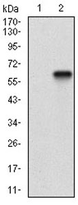 Western blot - Anti-CD200 / OX2 antibody [6E8B11] (AB201984), expandable thumbnail