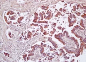 Immunohistochemistry (Formalin/PFA-fixed paraffin-embedded sections) - Anti-CD200 / OX2 antibody (AB203887)